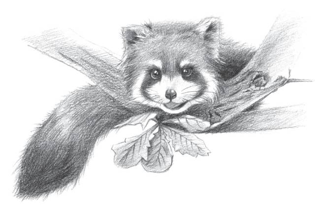 怎么画戴着红领巾的小熊猫,画一只小奶猫超级简单