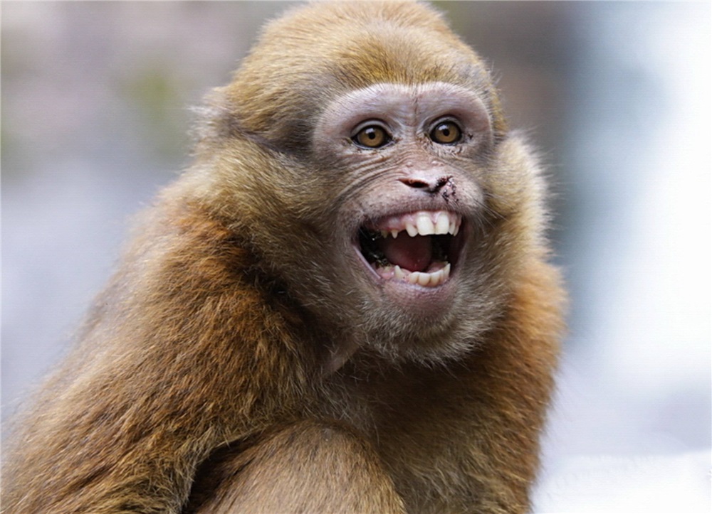 巴松措藏猕猴视频,巴松措猴子