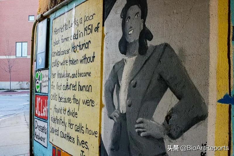 现代医学之母诞辰100周年：HeLa细胞的贡献者
