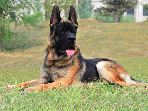 狗狗肉垫破了是什么原因,狗狗肉垫摩擦破皮能自愈吗