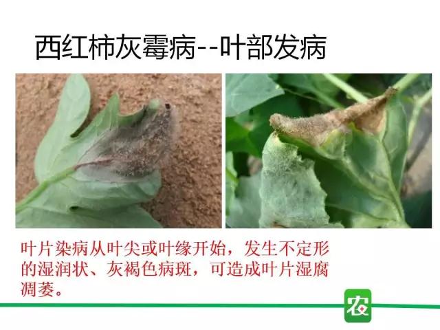 灰霉病视频图片,葡萄灰霉病和草莓灰霉病