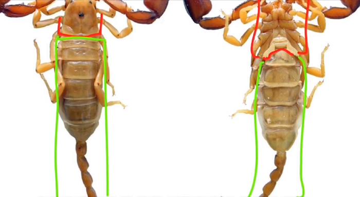 蝎子怎么排泄粪便,蝎子害怕尿吗