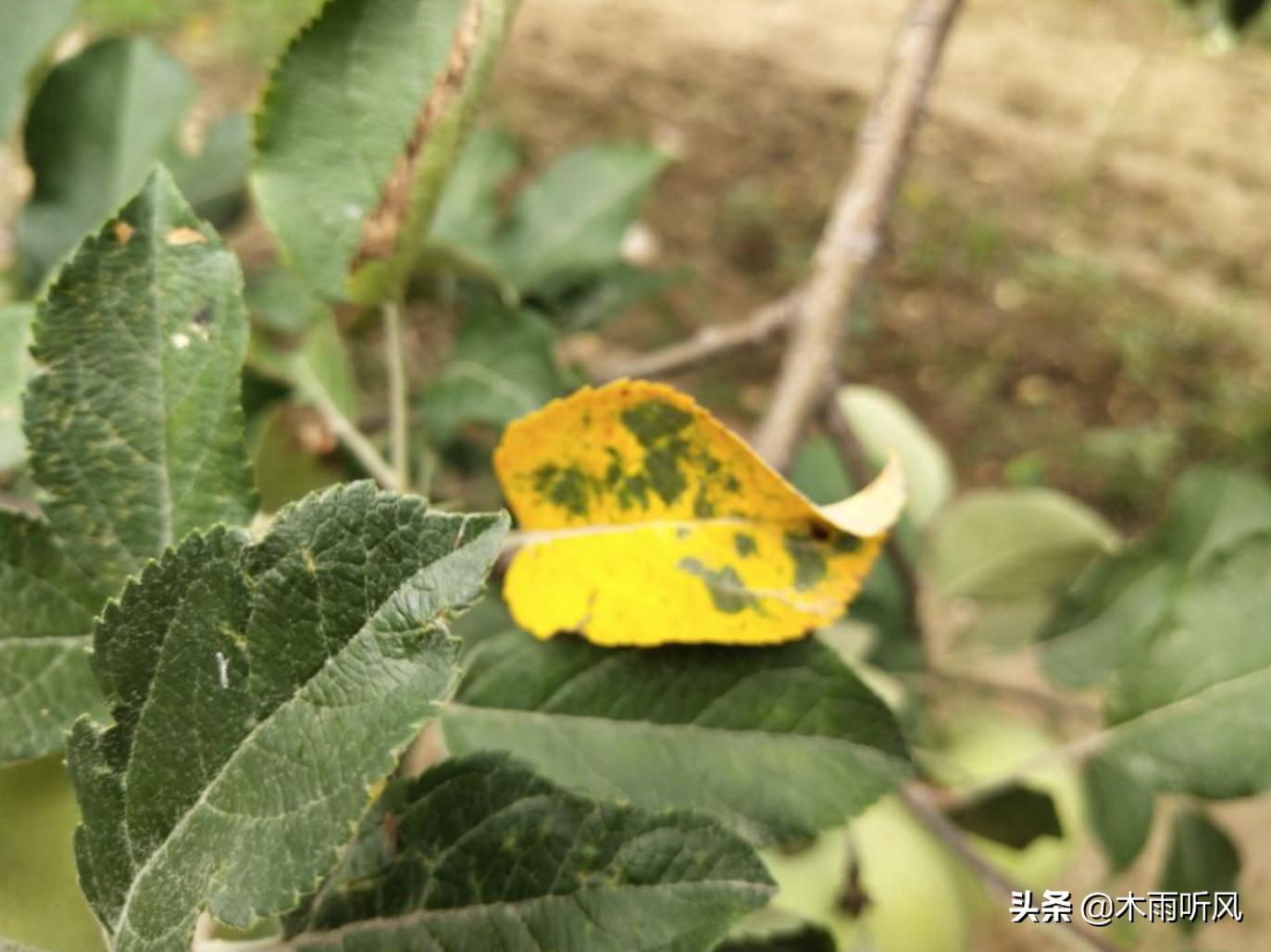 大富贵树叶子渐渐发黄是怎么回事,苹果树叶片边缘发黄怎么办