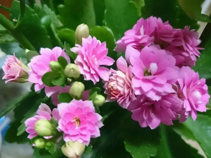 长寿花单瓣品种大全,长寿花100种颜色图片