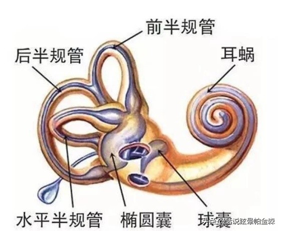 耳石症与新冠肺炎,耳石症和冠心病有联系吗