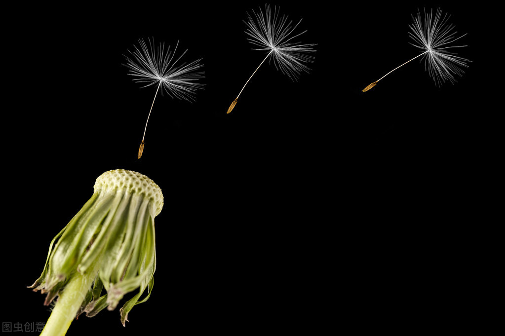 张爱玲最煽情诗句,张爱玲情感语录短视频