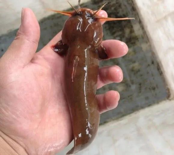 中国最好吃的4大淡水鱼,中国特别好吃的10种淡水鱼