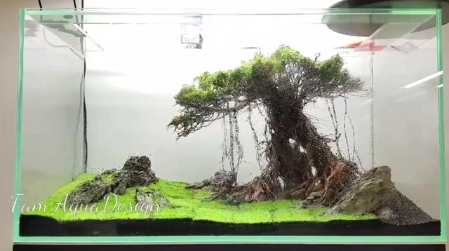 莫斯树到底好不好,莫斯树是什么