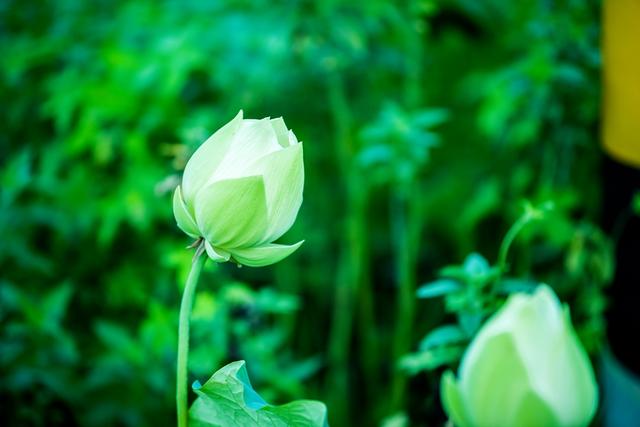 盛夏来一场赏荷盛宴