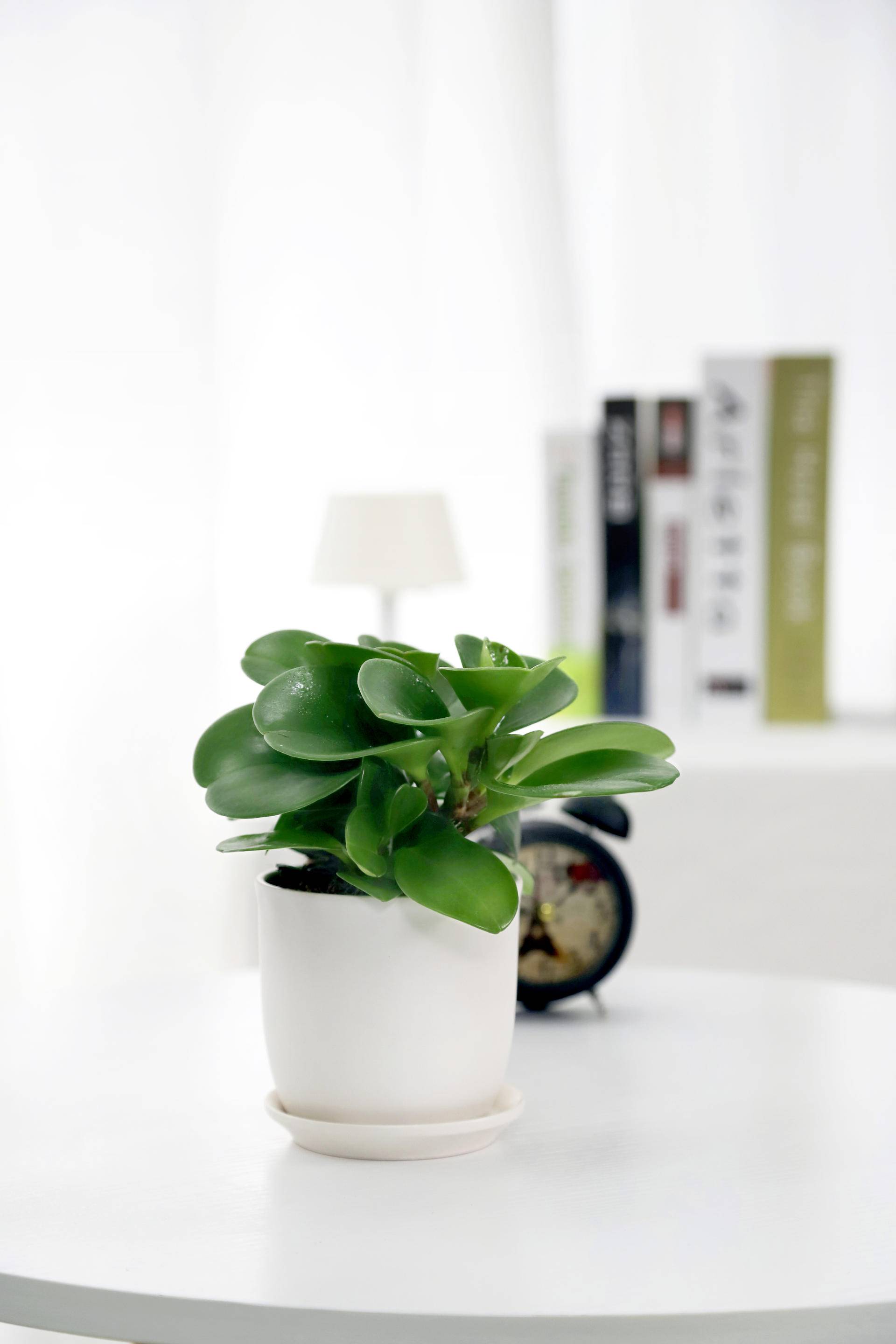 碧玉莲的养殖方法和关注事项盆栽,碧玉的养殖方法和关注事项