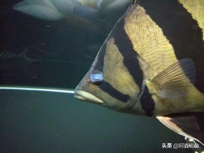 红龙蒙眼用什么药最好,红龙蒙眼很厉害怎么办