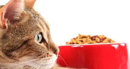 犬猫行为异常有哪些常见症状,发现猫有问题能退吗