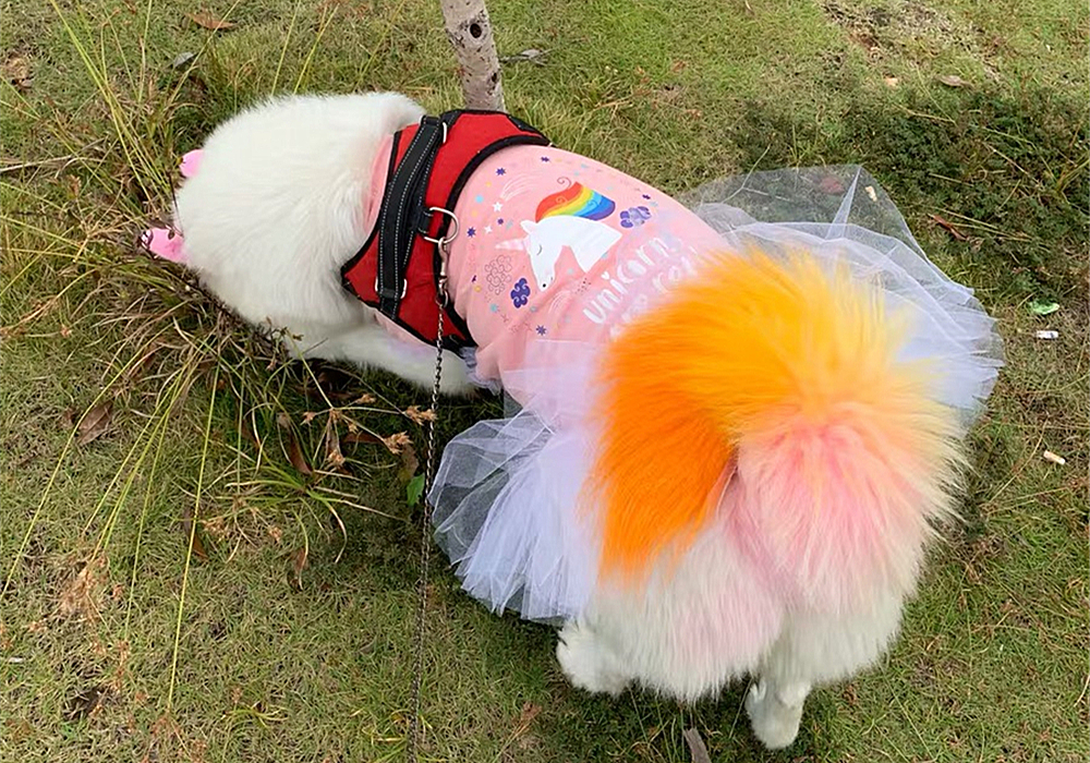 辟谣，狗狗染色用的是植物染发剂没伤害？对它你真的了解吗？