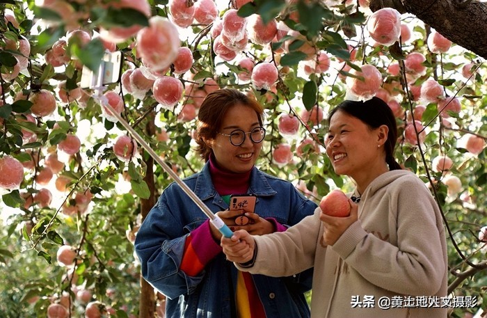 农村老宅一棵大槐树,古村落百年老槐树