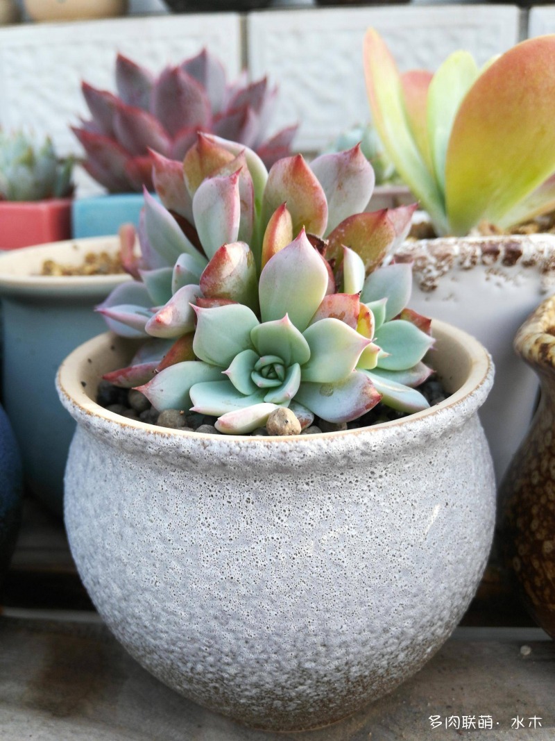 才两个月，多肉的颜值就被夏天偷走了