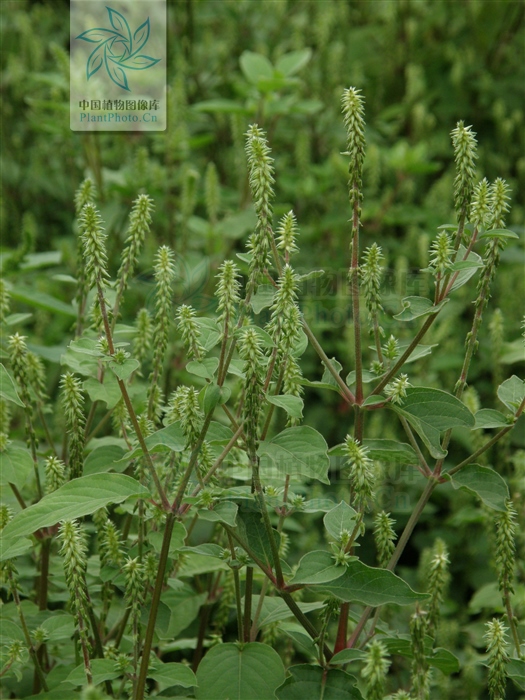 神农本草经中的药材图片,神农本草经高清彩图