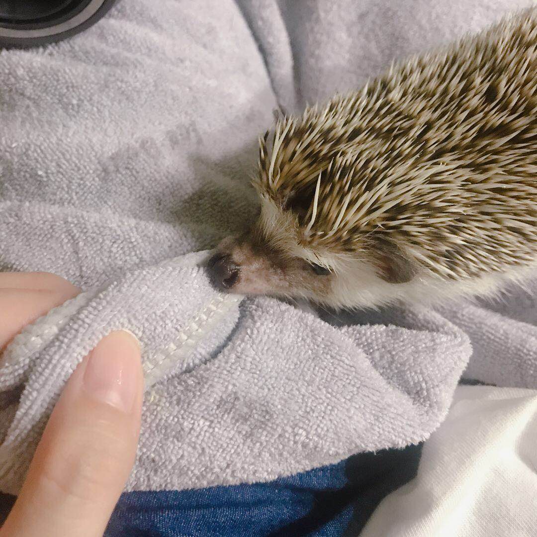 快给非洲迷你刺猬咬吧！咬了涂刺就算征服它了？谨慎被白咬了