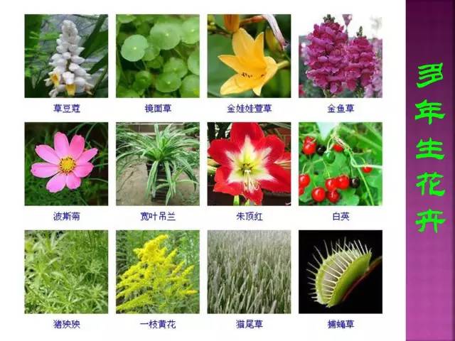 花卉大全500种观叶植物名称,1332种常见花卉植物图谱