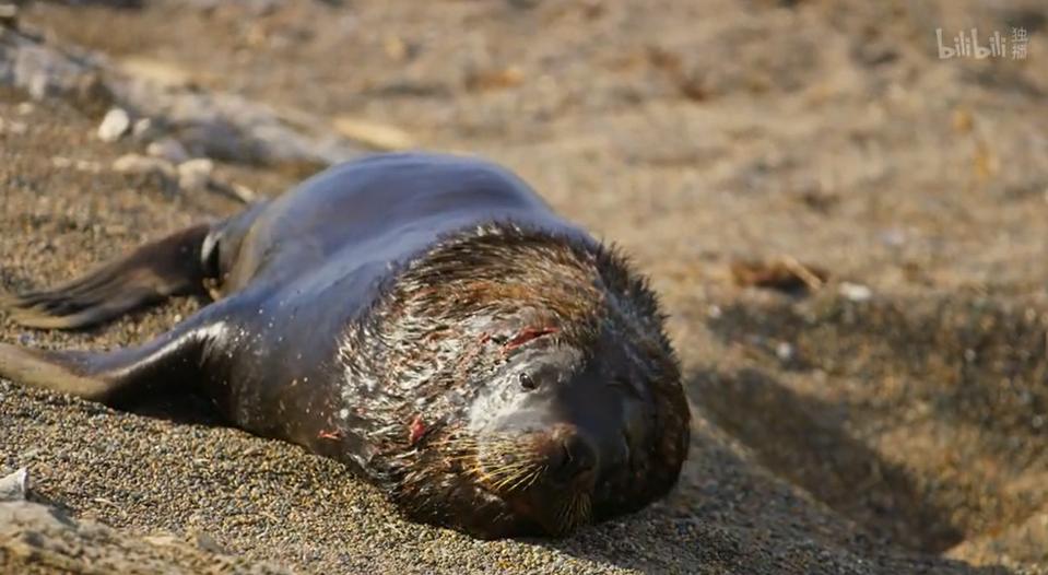 9.9恋爱游戏,9.9分恋爱番