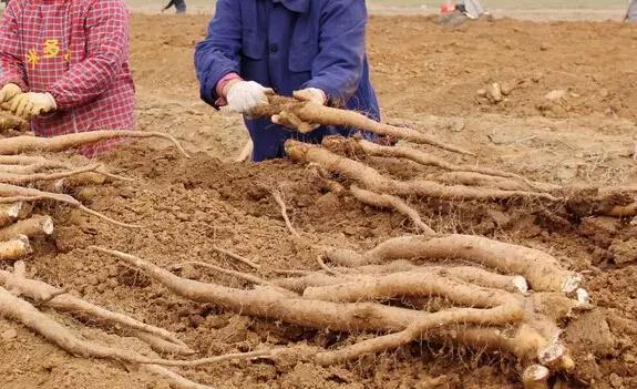 山药种植过程中有哪些病虫害,种植的山药为什么畸形