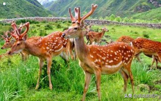 养一只梅花鹿应该关注什么,怎样养鹿每头鹿收益多少