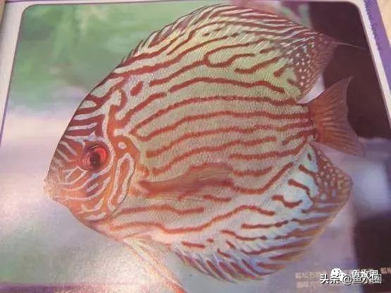 七彩神仙最好看的品种,七彩神仙多大分品种