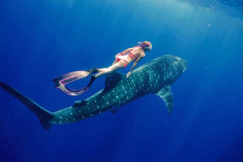 讲述宠物美容行业里拥有自己想要的人生