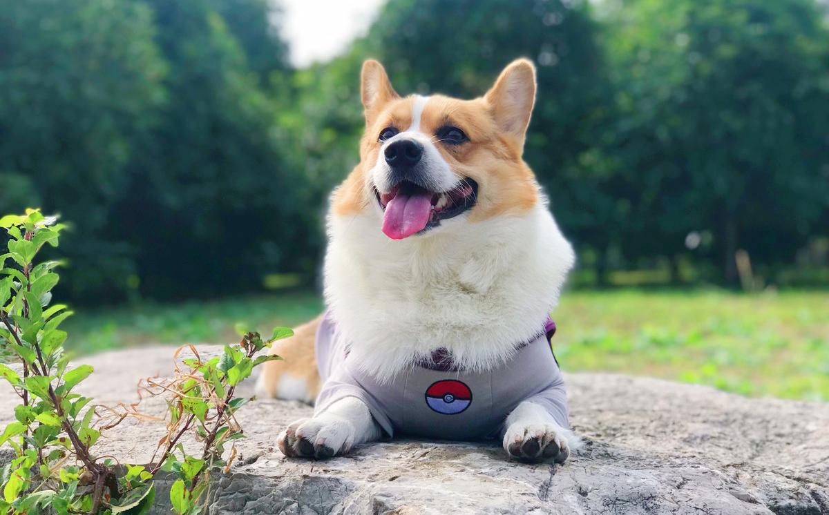 狗狗总是像很热一样喘是怎么回事,狗狗总是喘粗气是怎么回事