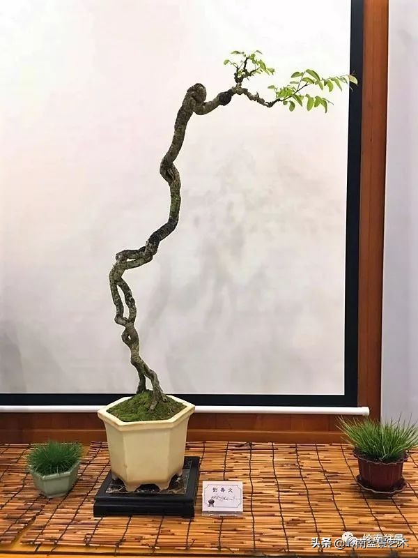 以根代杆下细上粗式盆景图片,十种适合吊着养的盆景