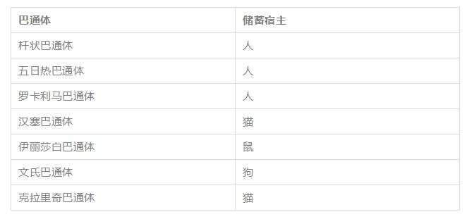 辟谣：养猫会得猫抓热？猫抓热到底是什么病？你家猫咪患上了吗？