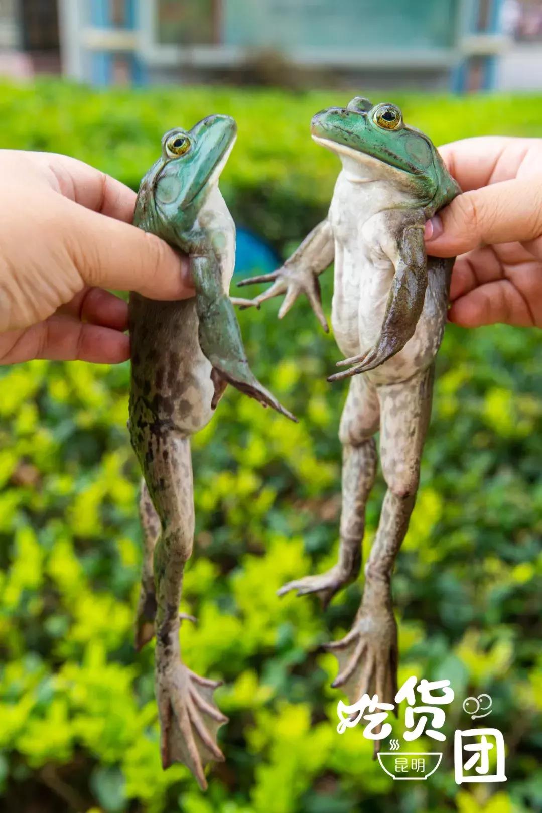 昆明风情街美蛙鱼头,昆明廖姥爷美蛙鱼头火锅