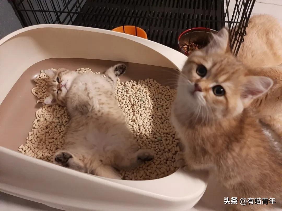 医生说我家猫很有性格,医生说我的猫有点傻