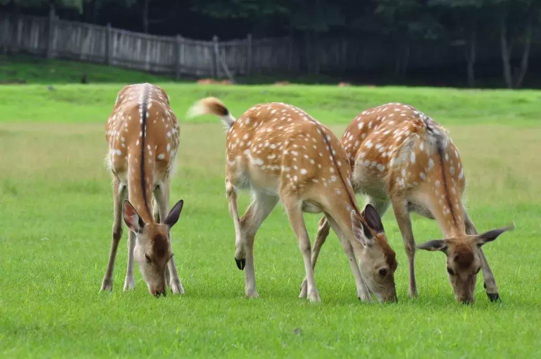 几个闺蜜自驾游的视频,一群闺蜜旅行视频