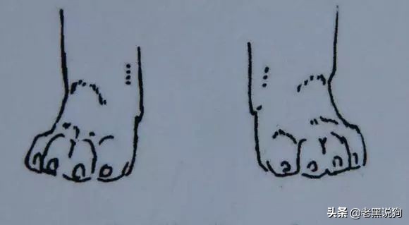 蓝法斗长大后毛色变化,国际认可纯种法斗毛色