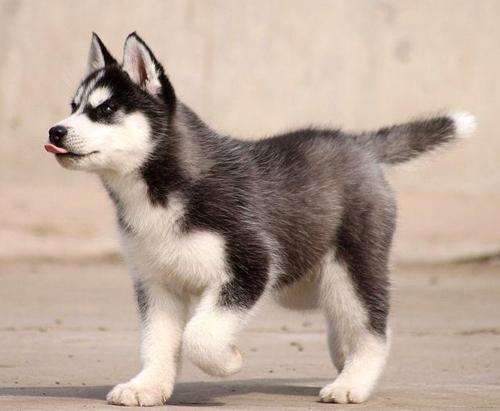 3分钟教你了解狗狗的性格,怎么告诉狗狗多喝水