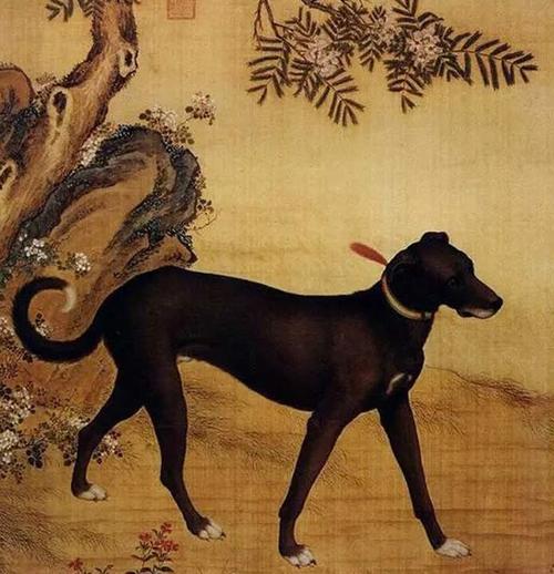 养狗管理条例什么时候实施,养狗条例哪年颁布的