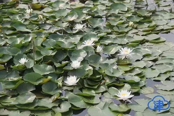 前进村,前进村晚上视频