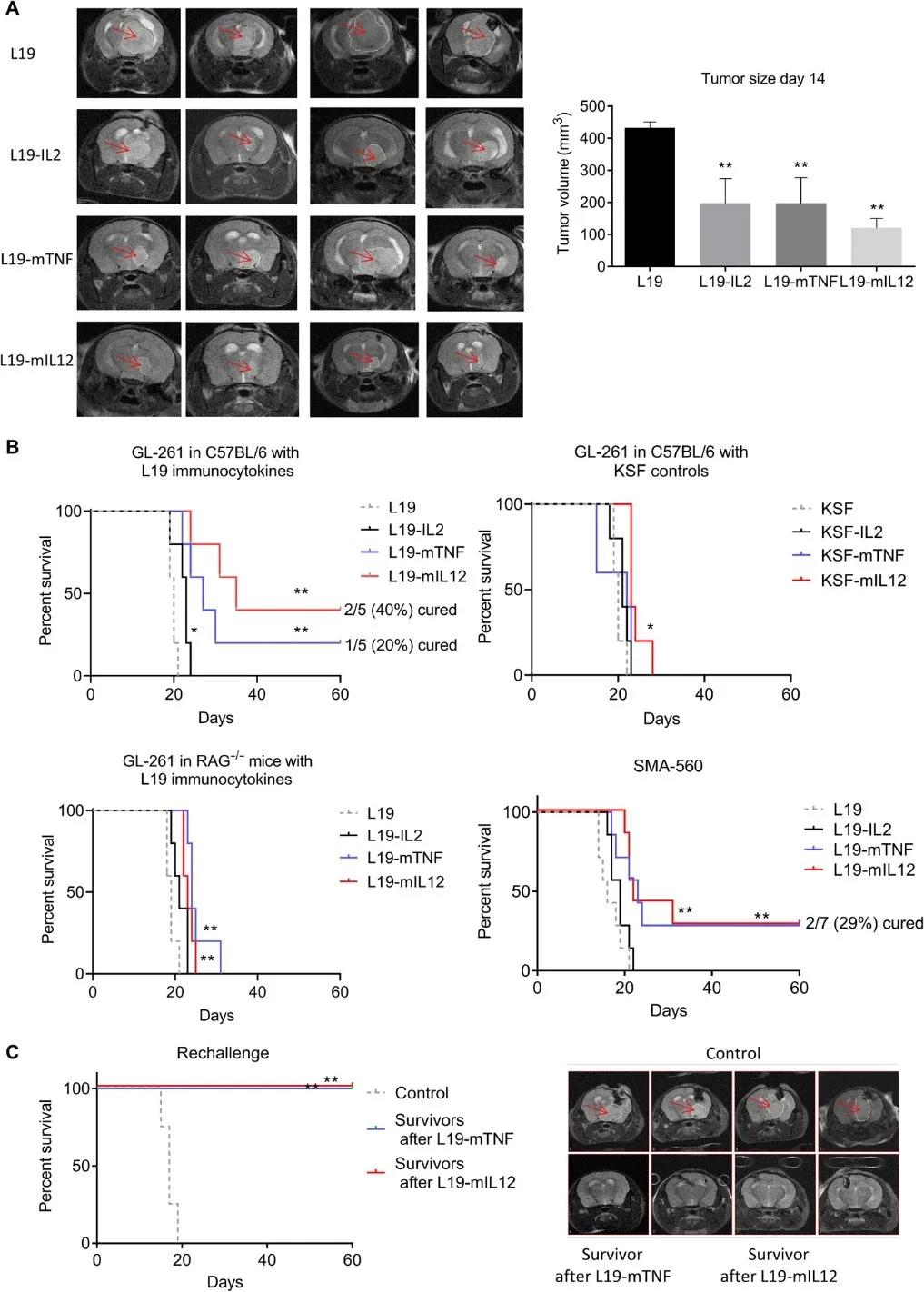 脑肿瘤治疗前沿,脑肿瘤最新研究成果