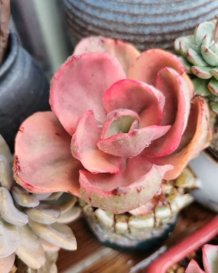 人生就像养多肉一样,人生如同养多肉时间不会怠慢