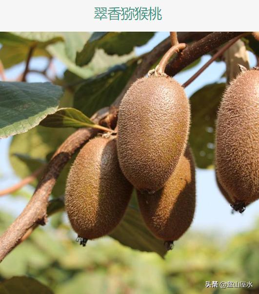 眉县猕猴桃与周至猕猴桃有何区别,眉县猕猴桃和周至猕猴桃