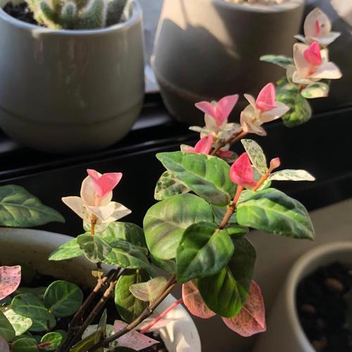 盆植的花叶络石要如何浇水，枝叶生长郁郁葱葱的秘密