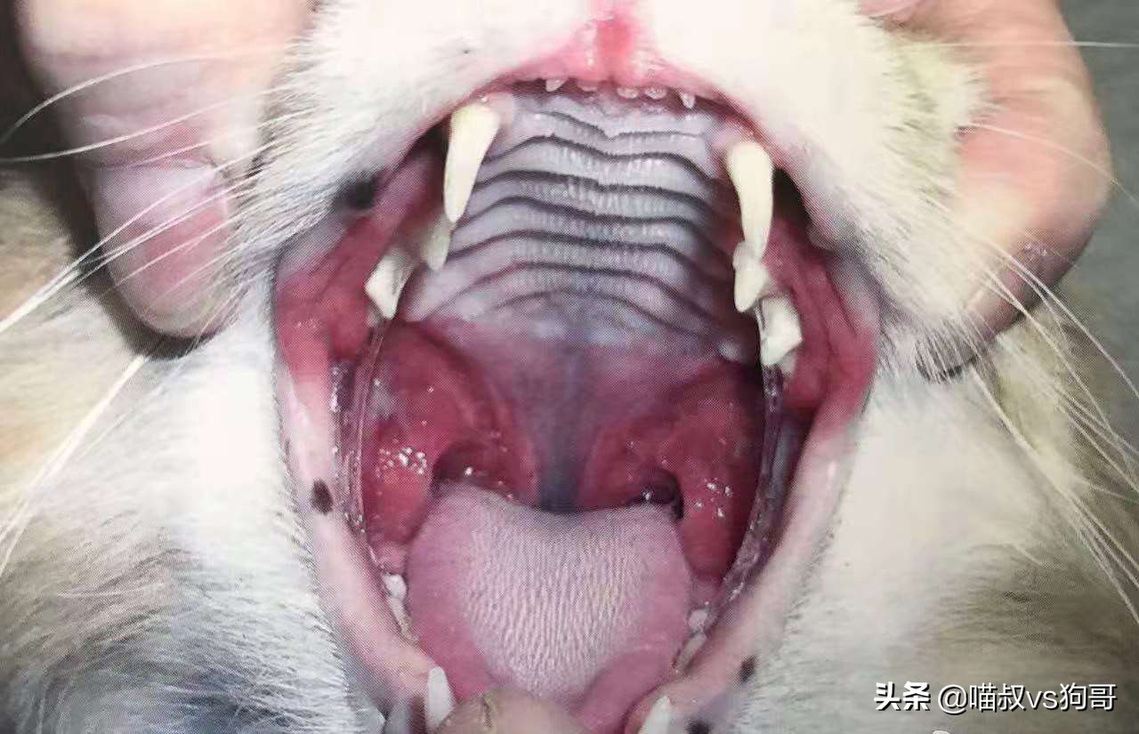 猫咪吞咽困难是口炎吗,猫咪出现吞咽困难是狂犬病吗
