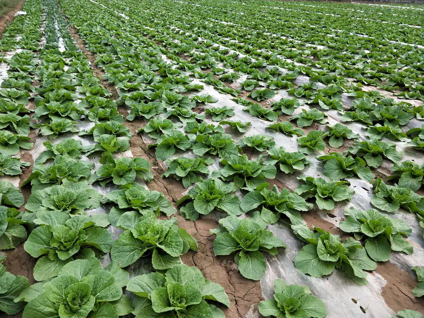 蔬菜施硼肥的正确方法,种蔬菜可以用硼肥吗