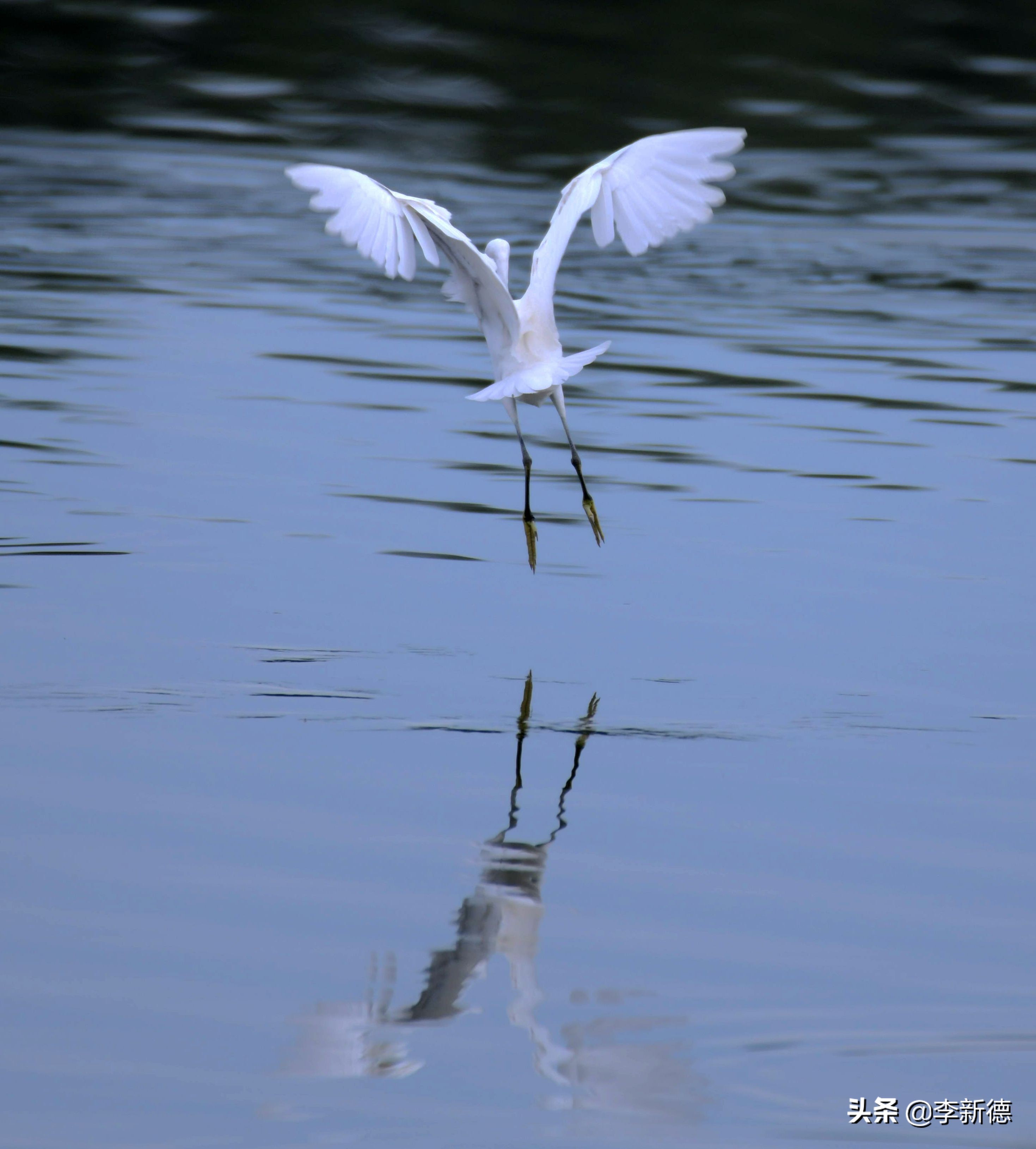 白鹭飞翔时的片段,白鹭飞行的动作和姿态
