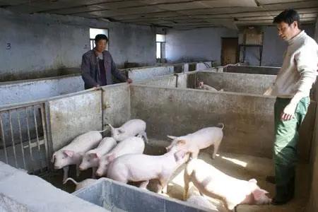 100头母猪养殖视频大全,1000头规模猪场母猪管理流程