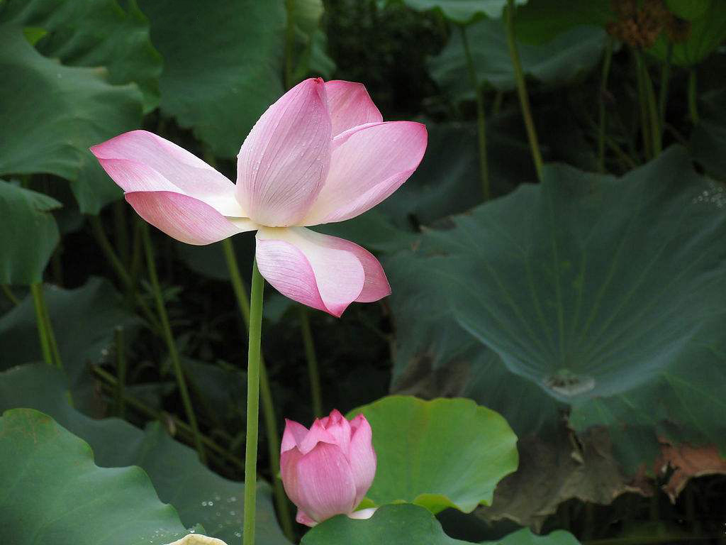 把书法写进院子,把书法写到背景上