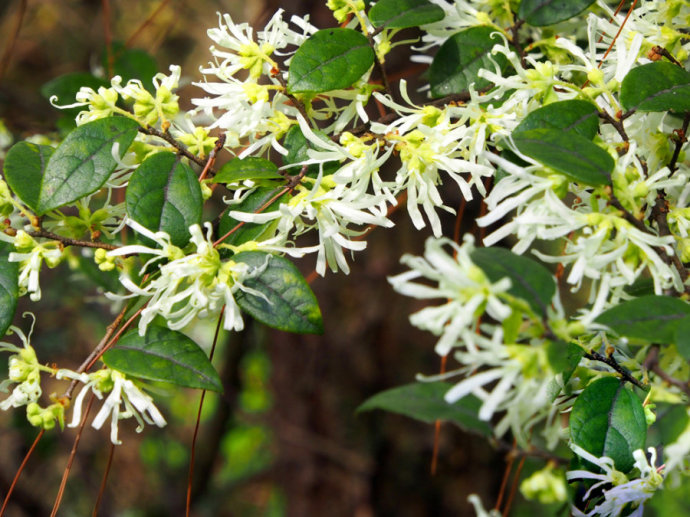 中国诗词大会董卿咏梅,诗词大会第四季第七场董卿开场白