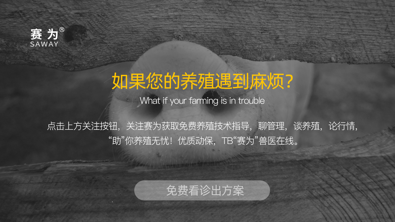 猪沙门氏杆菌病症状和治疗,猪沙门菌病怎么治疗