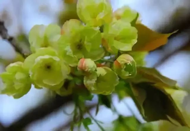 南通赏樱,江苏樱花景区介绍