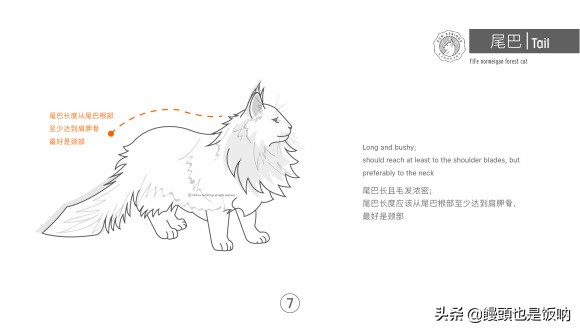 挪威森林猫养殖方法,挪威森林猫怎么养需要关注什么